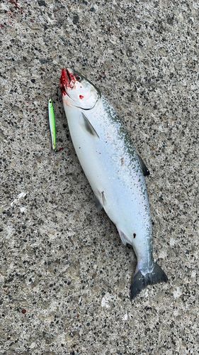 サクラマスの釣果