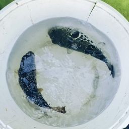 ショウサイフグ