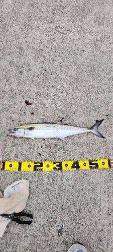 サゴシの釣果