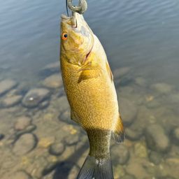 スモールマウスバス