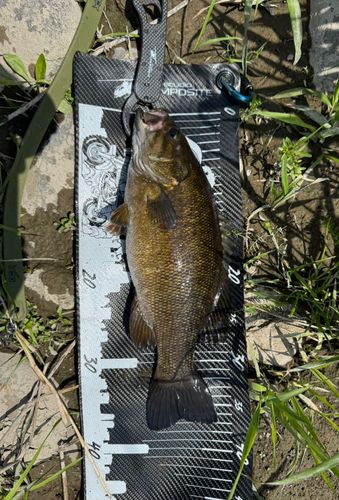 スモールマウスバスの釣果