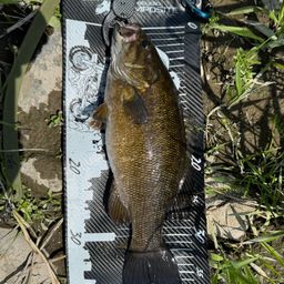 スモールマウスバス