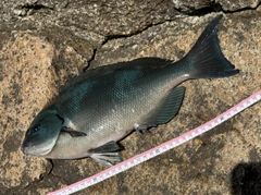 オナガグレの釣果