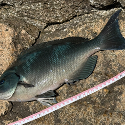 オナガグレの釣果・釣り情報まとめ【2025年最新