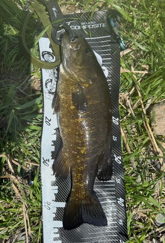 スモールマウスバスの釣果