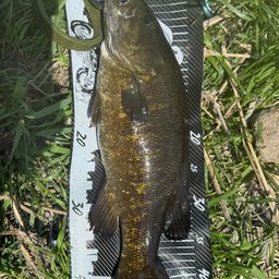 スモールマウスバス