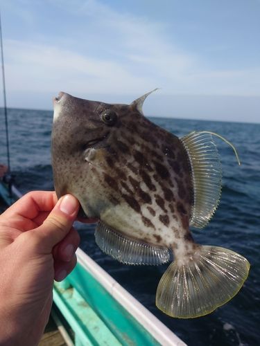 カワハギの釣果