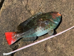 イガミの釣果