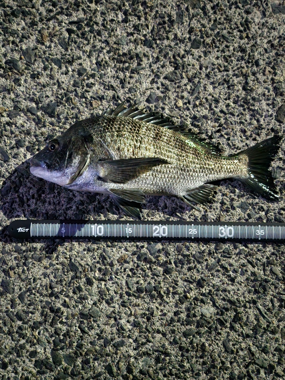 SHIMANO 19ストラディック C2000SHGの最安値・インプレ・釣果
