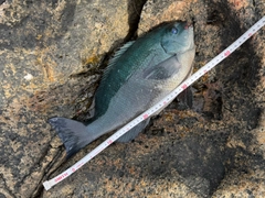 クチブトグレの釣果