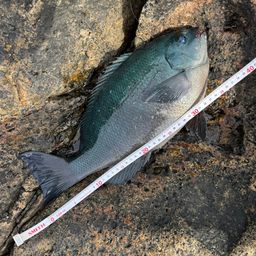 クチブトグレ