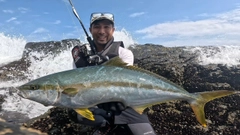ヒラマサの釣果