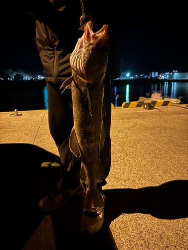 タラの釣果