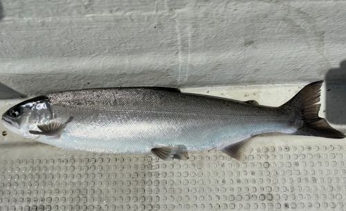 ビワマスの釣果