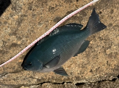 クチブトグレの釣果