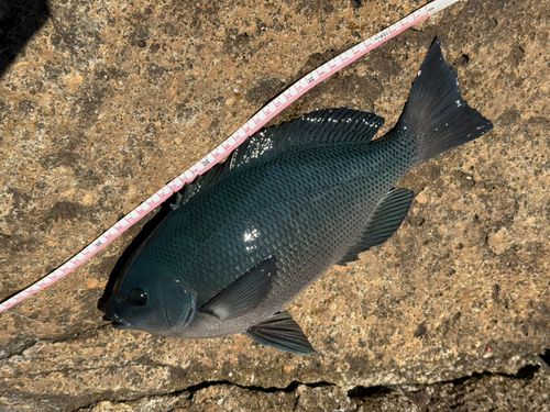 クチブトグレの釣果