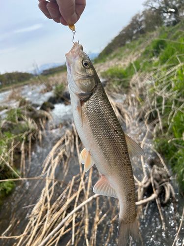 ウグイの釣果