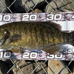 スモールマウスバス