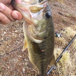 ラージマウスバス