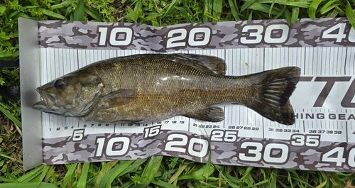 スモールマウスバスの釣果