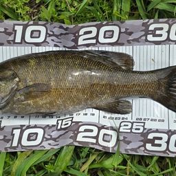 スモールマウスバス