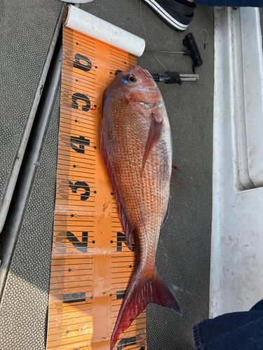 マダイの釣果