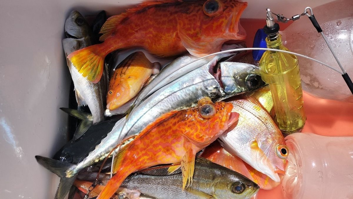 小モノ庶民アングラーさんの釣果 1枚目の画像