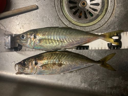 アジの釣果