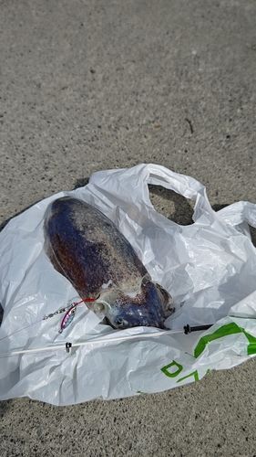 イカの釣果