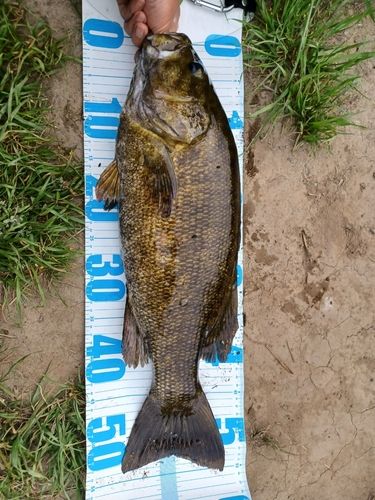 スモールマウスバスの釣果
