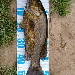 スモールマウスバス