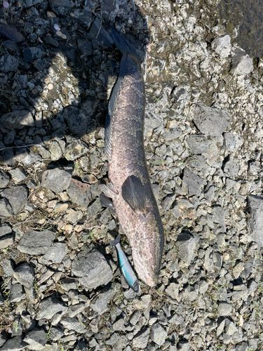 ライギョの釣果