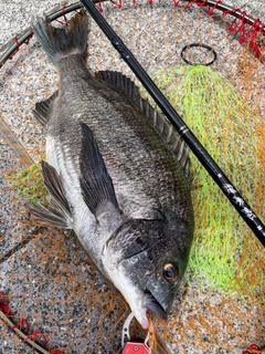 チヌの釣果