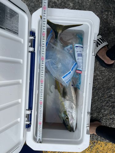 ハマチの釣果