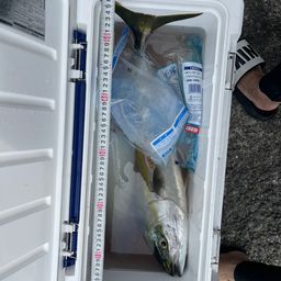 ハマチ