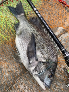 チヌの釣果