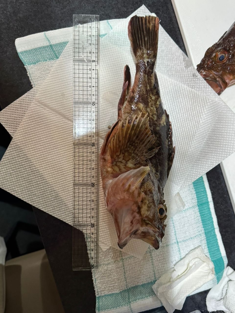 若造りジャパンさんの釣果 2枚目の画像