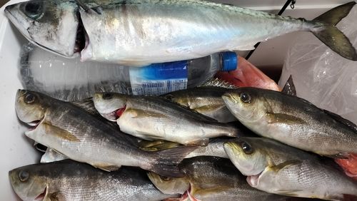 サバの釣果