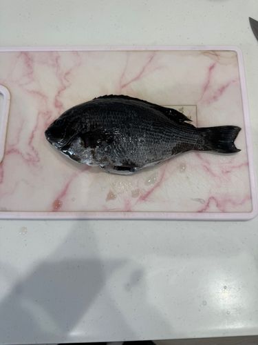 メジナの釣果