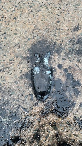 コウイカの釣果