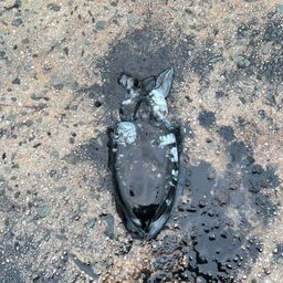 コウイカ
