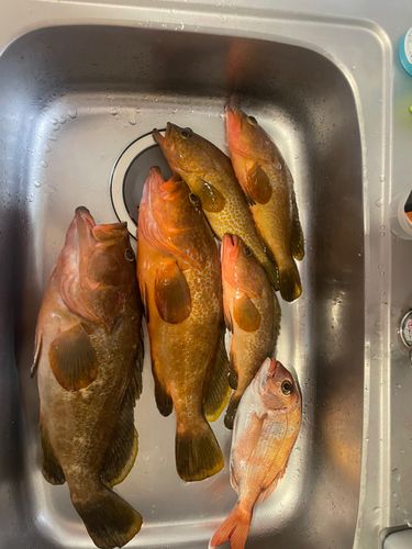 アコウの釣果
