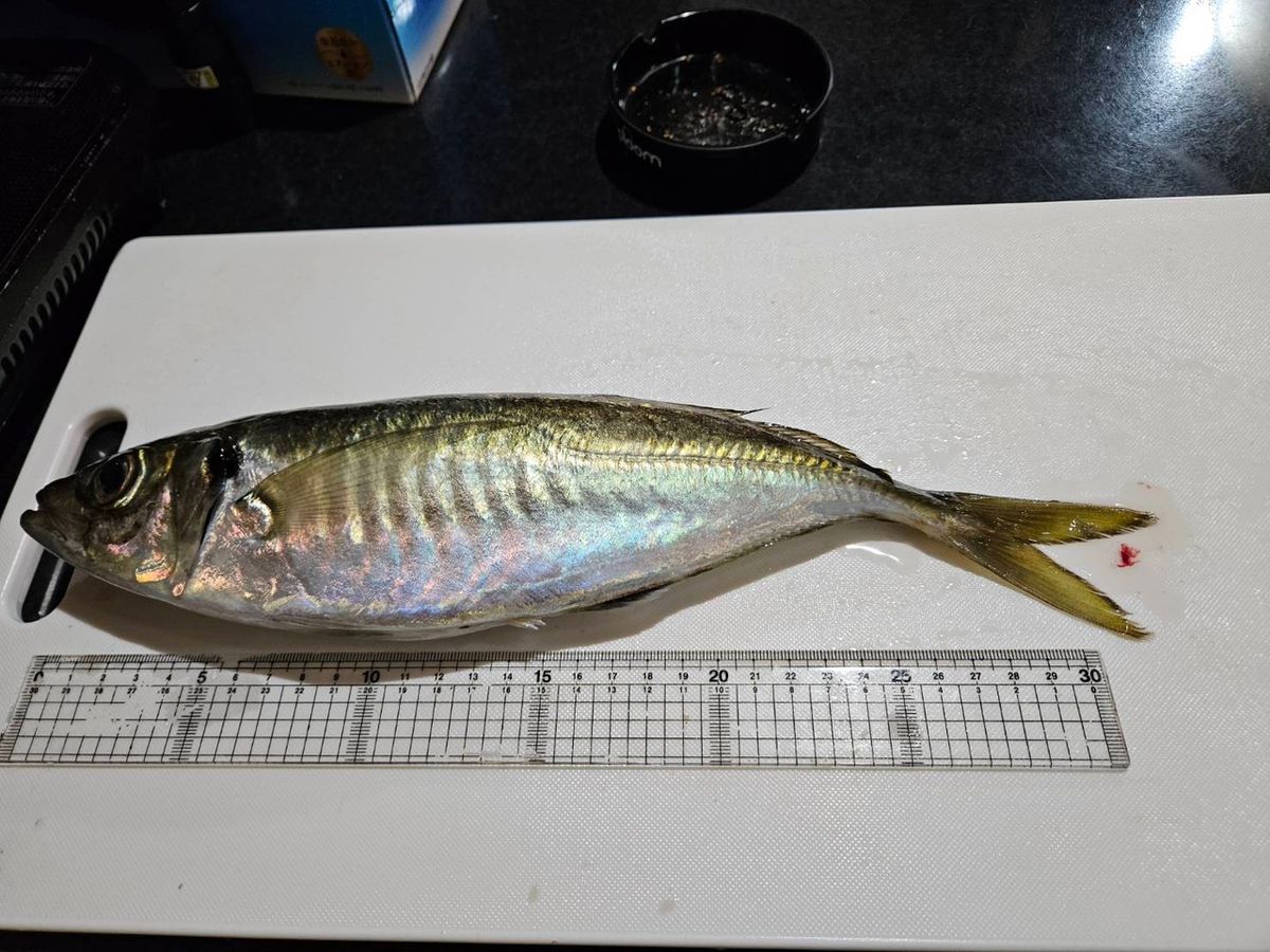 若造りジャパンさんの釣果 2枚目の画像