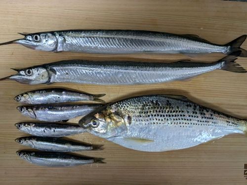 サヨリの釣果