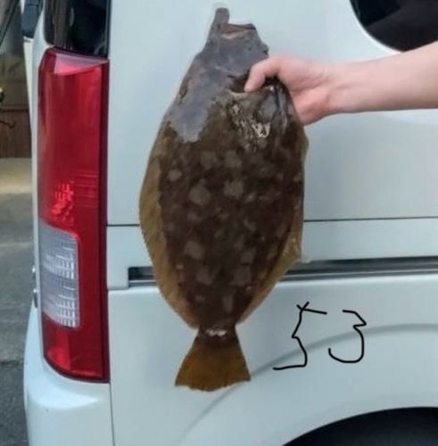 ヒラメの釣果