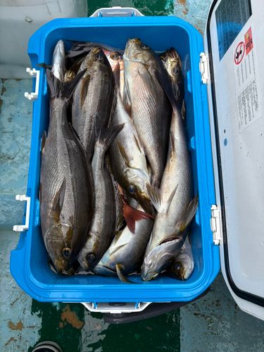 イサキの釣果