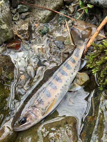 ヤマメの釣果