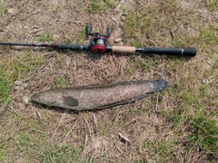 ライギョの釣果