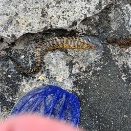 ウツボ