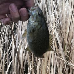 スモールマウスバス